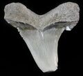 Fossil Angustidens Shark Tooth - Megalodon Ancestor #46860-1